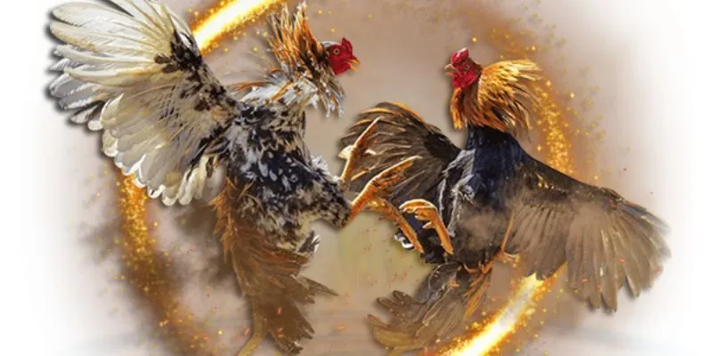 Đá gà cựa dao Xin88 là một trong những trò chơi được yêu thích nhất