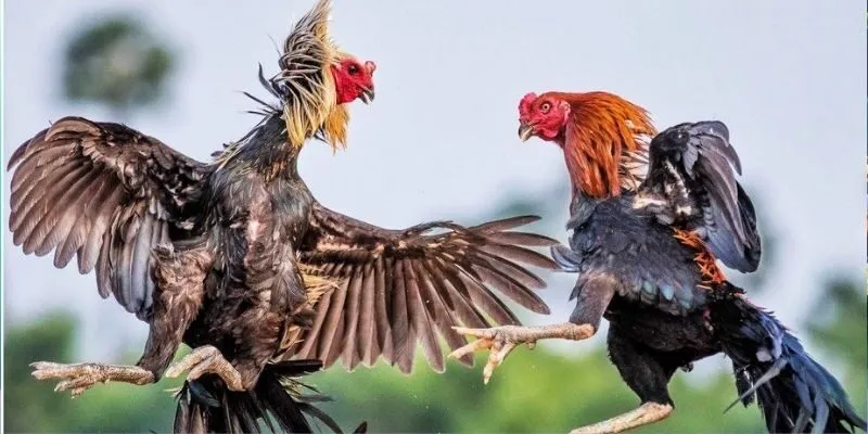 Những kinh nghiệm này được đúc kết từ các chuyên gia và người chơi lâu năm