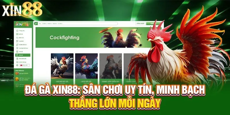Mẹo chơi đá gà Xin88 giới thiệu sơ lược