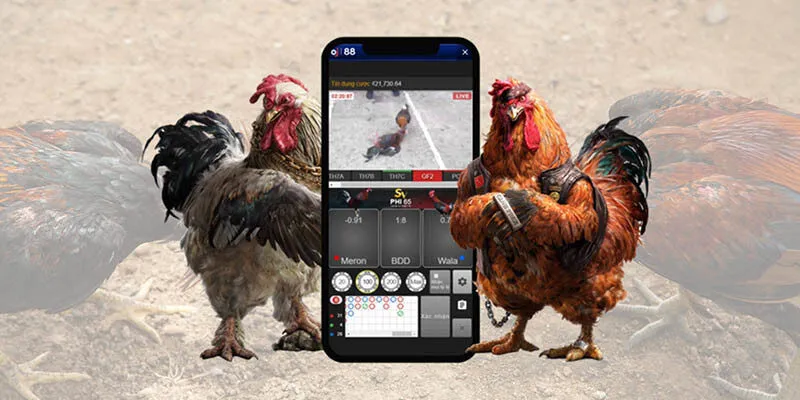 Luật đặt cược đá gà Xin88 có các loại kèo phổ biến khác nhau