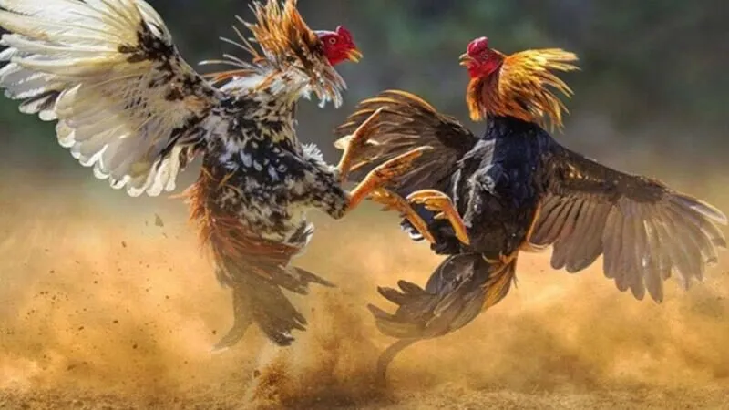 Đá gà Xin88 còn cung cấp nhiều tính năng hỗ trợ cho anh em