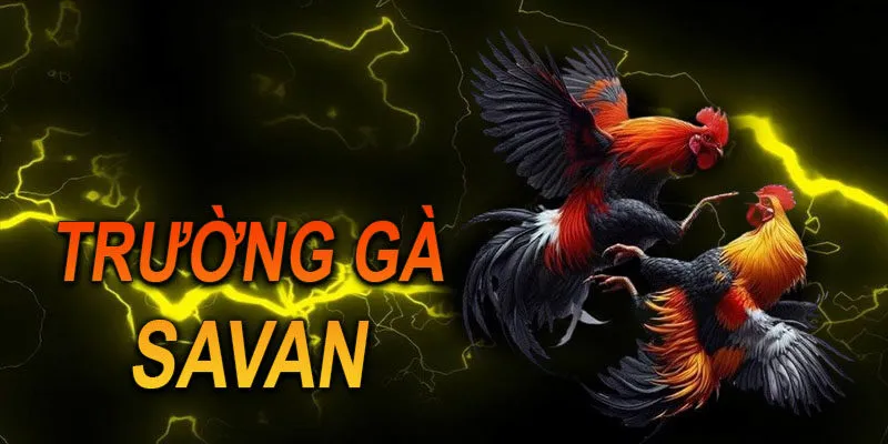 Trường gà Savan Xin88 còn thu hút người chơi bằng những chương trình ưu đãi hấp dẫn